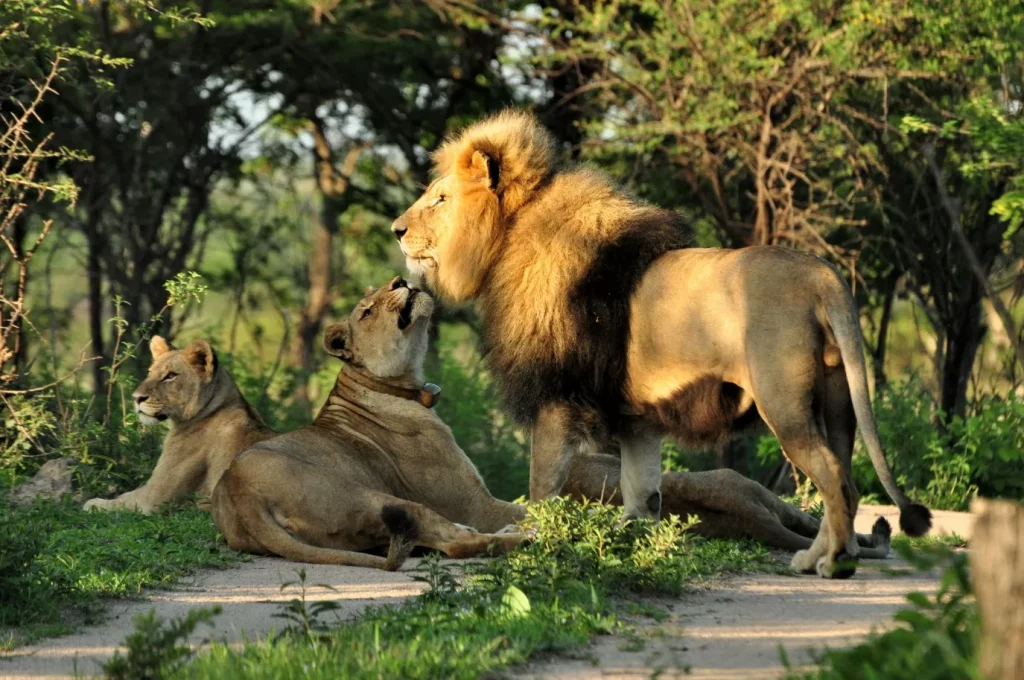 konservasi dan hutan singa