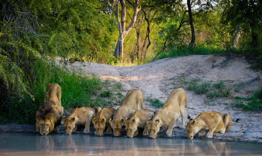 kehidupan dan struktur kelompok singa 