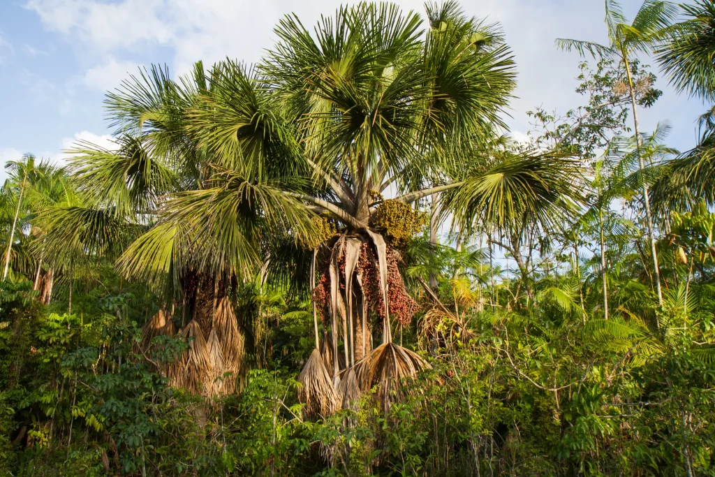 Pohon Aguaje (Mauritia Flexuosa)