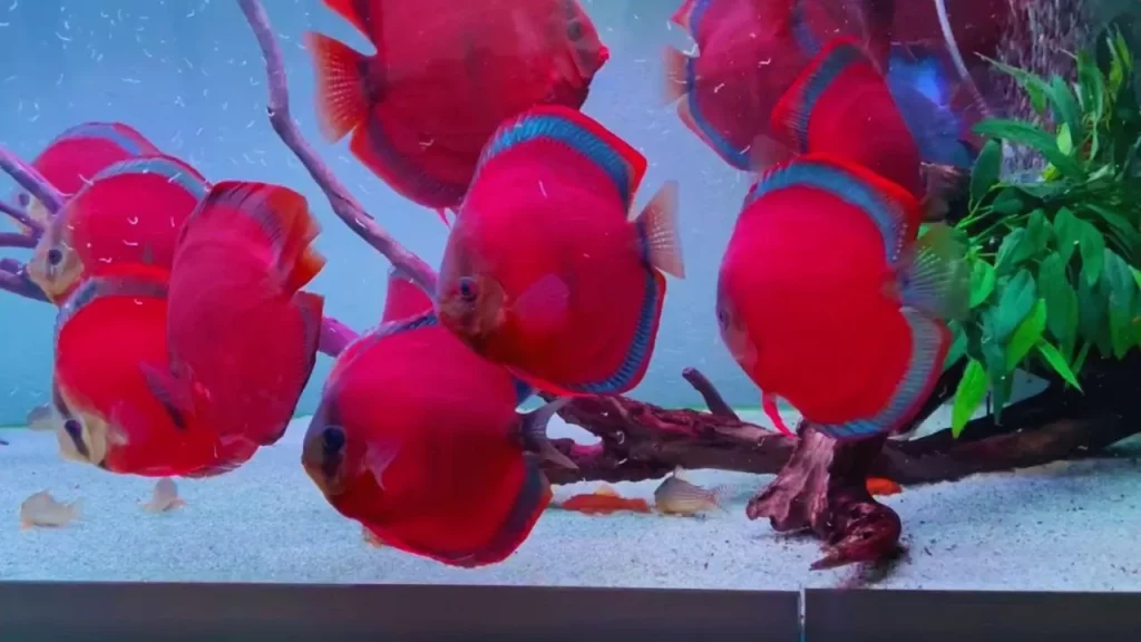 ikan discus asia merah