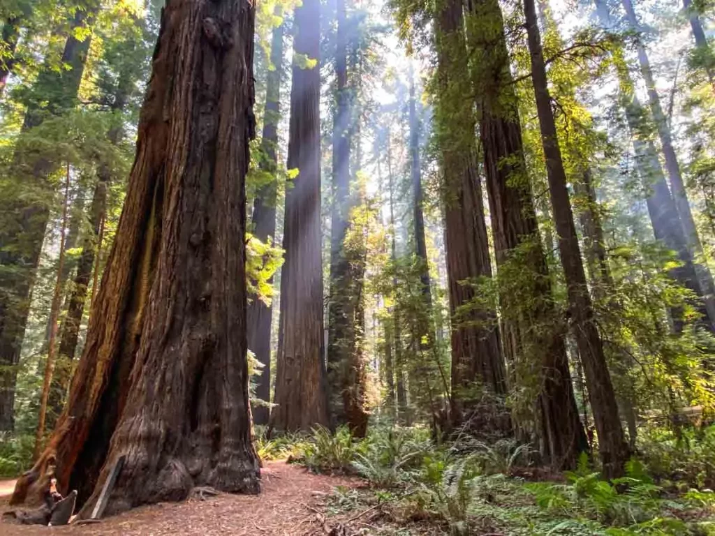 Ponon Abadi di Dunia: Pohon Sequoia (Redwood Coastal)
