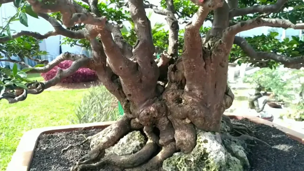 Pohon Bonsai