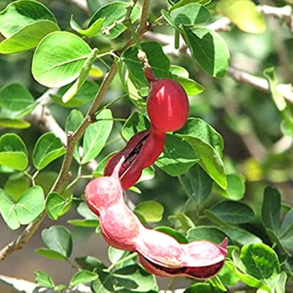 Pohon Amazon (Pithecellobium Amazonicum)