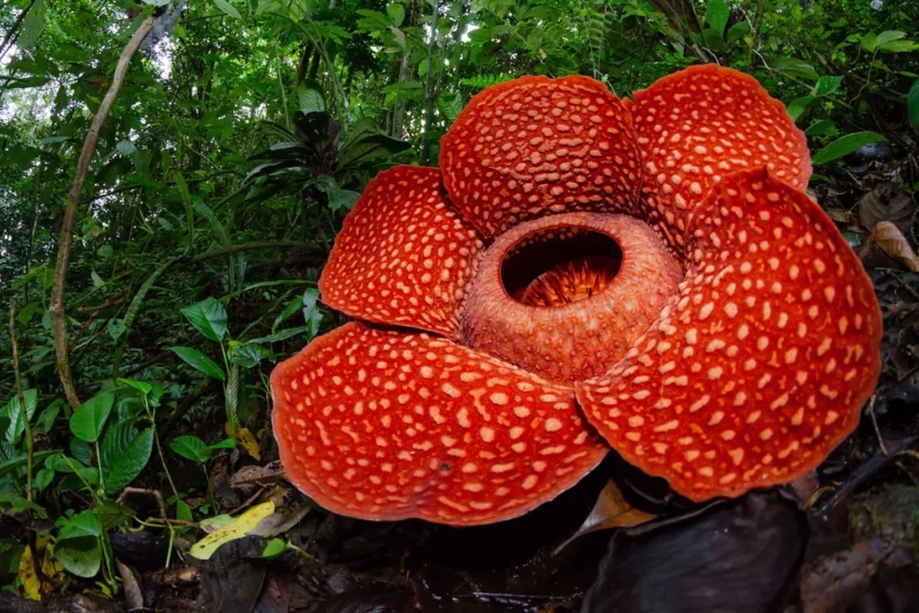 bunga bangkai (rafflesia arnoldii)