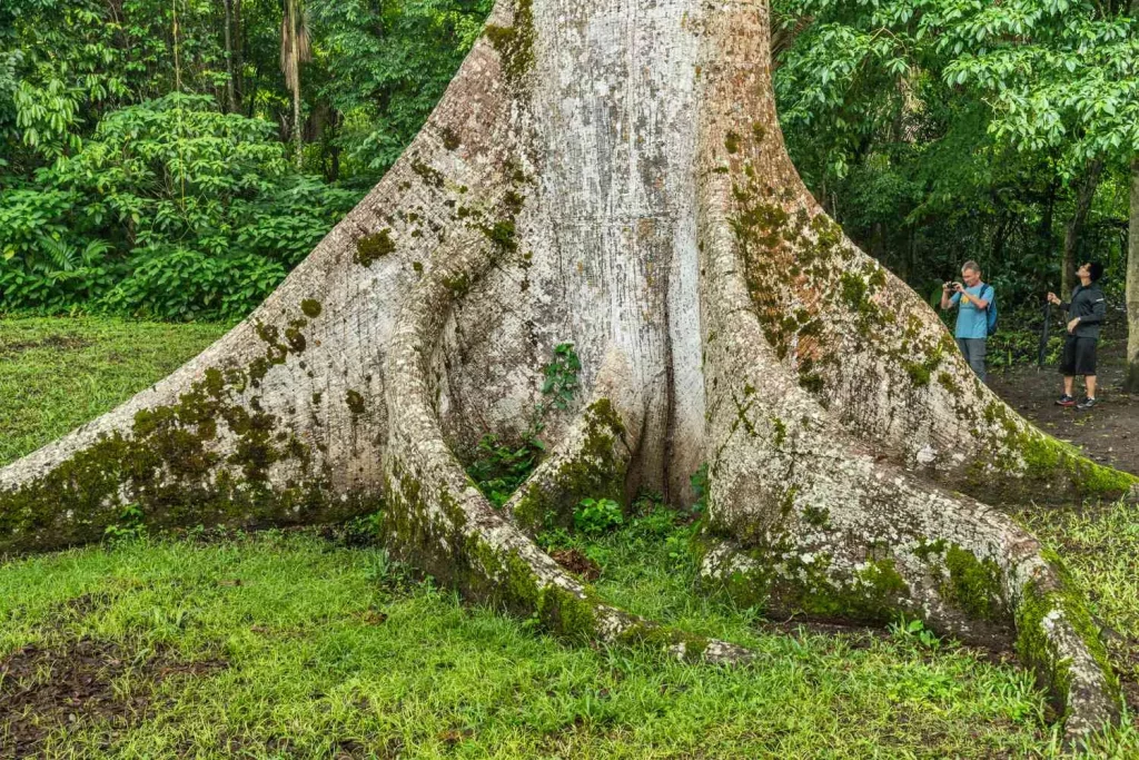 Pohon Kapok (Ceiba Pentandra)
