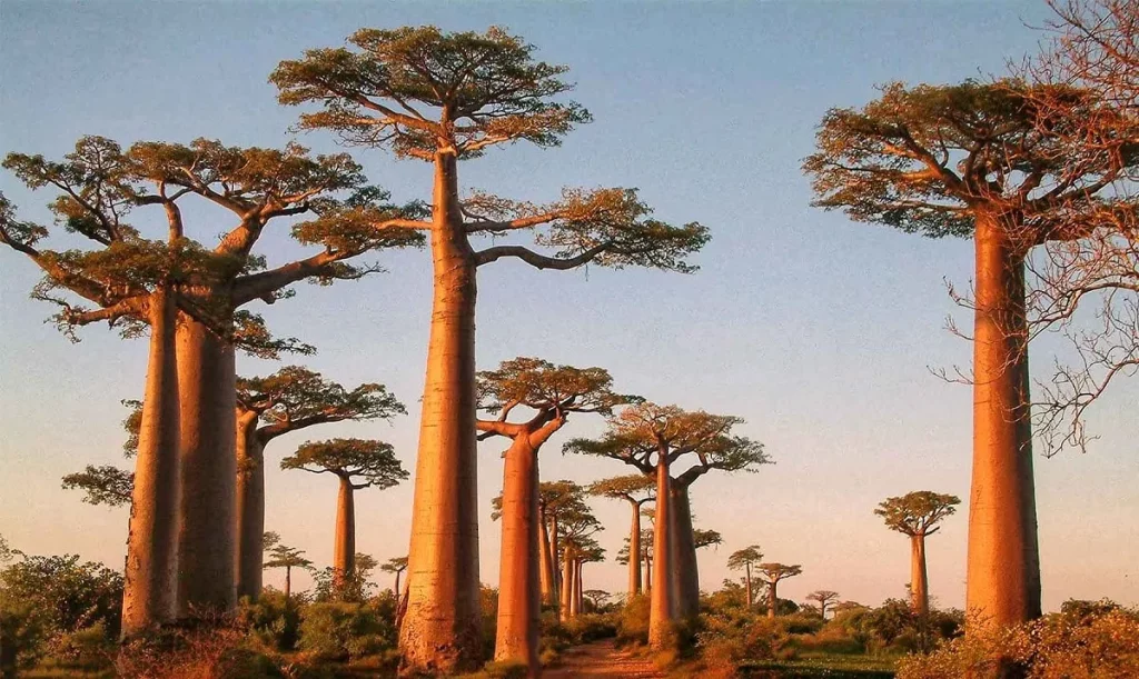 Ponon Abadi di Dunia: Pohon Baobab