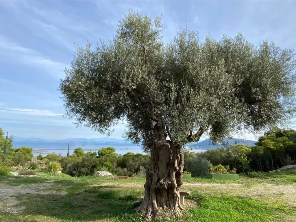 Ponon Abadi di Dunia: Pohon Olive