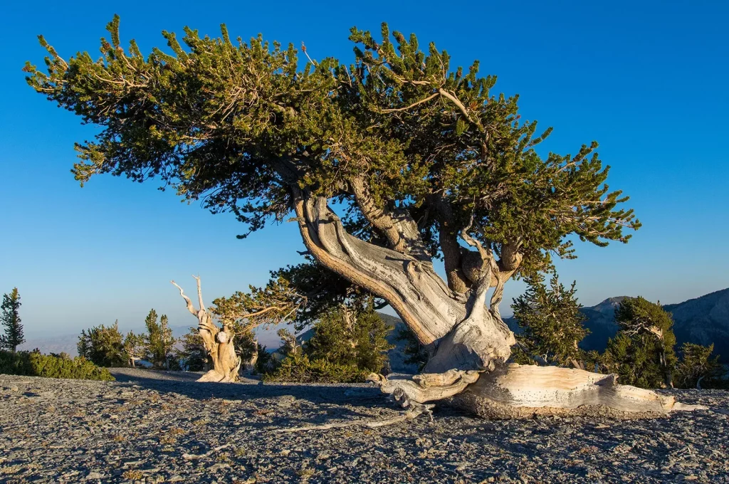 Ponon Abadi di Dunia: Pohon Bristlecone Pine