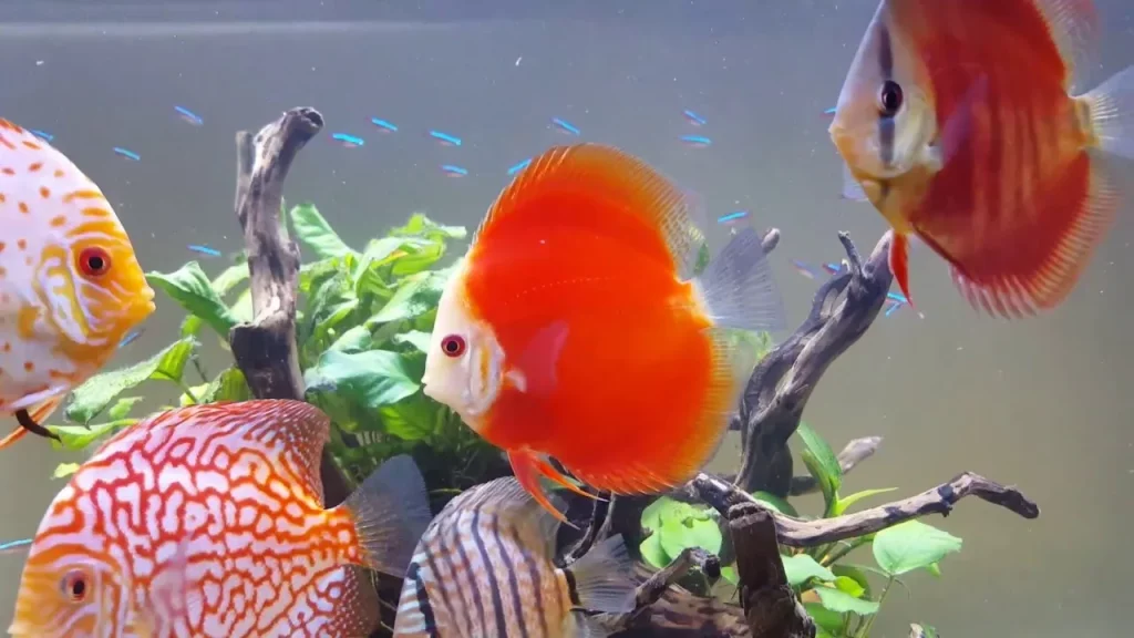 ikan red melon discus