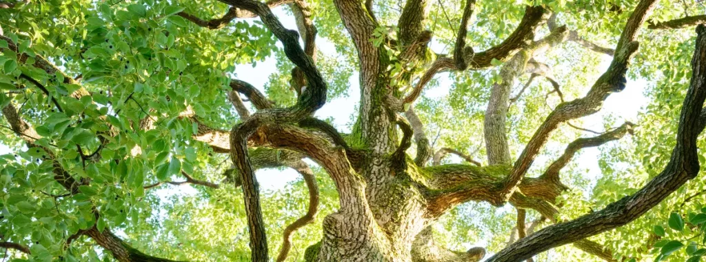 Pohon Kapur (Dryobalanops Spp)