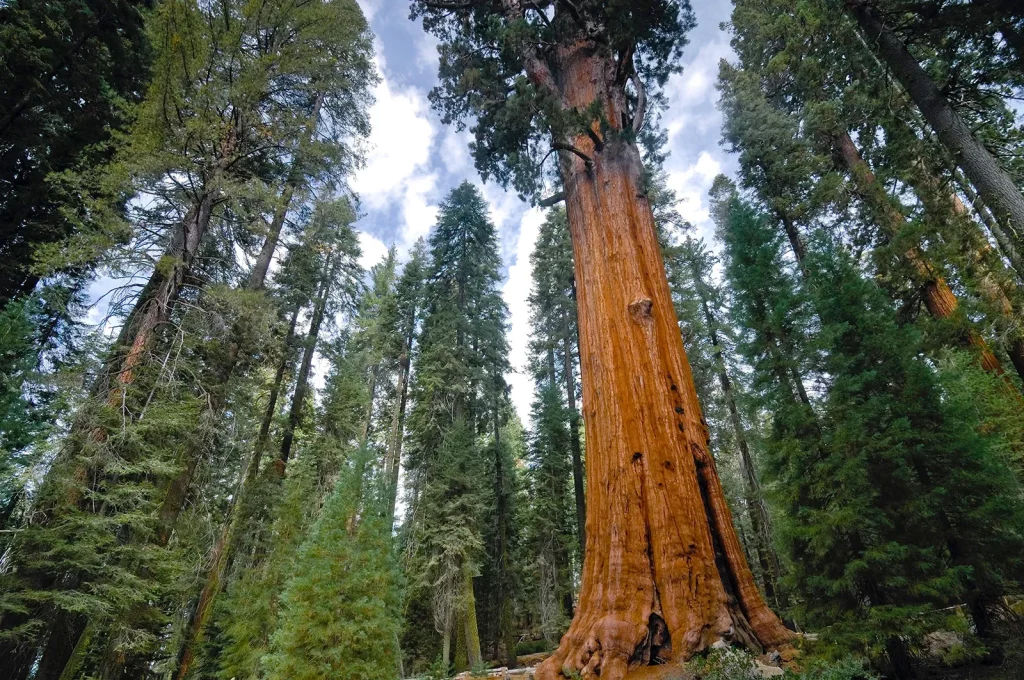 Flora Tahan Api - Redwood (Sequoia Sempervirens)