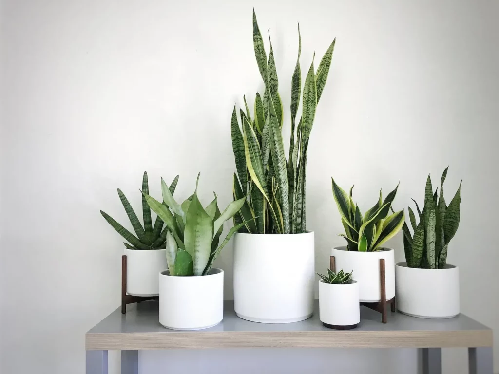Flora Indoor: Meningkatkan Kualitas Udara Anda Dengan Tanaman Indoor - Snake Plant (Sansevieria Trifasciata)