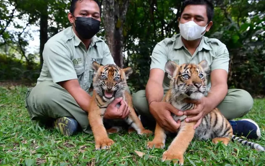 Konservasi Hewan - Harimau Sumatera