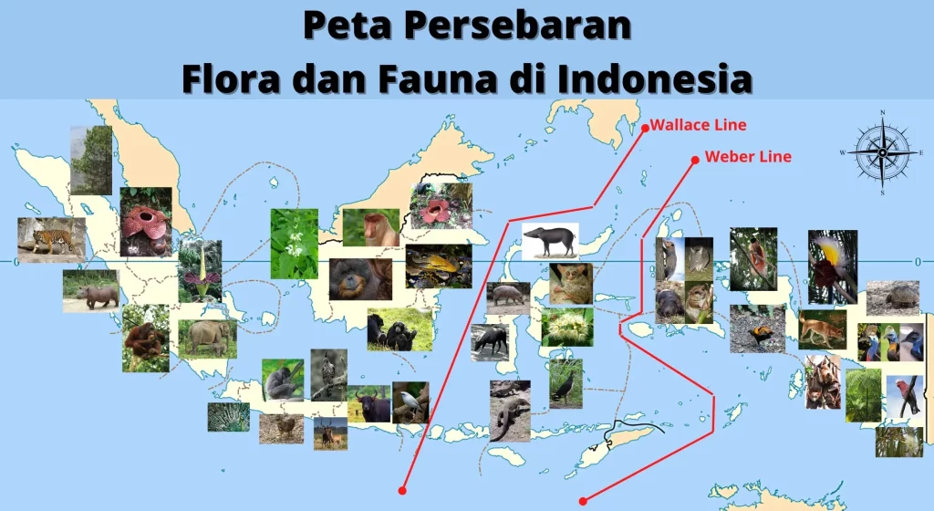 Persebaran flora dan fauna di indonesia pesona kekayaan alam yang luar biasa 
