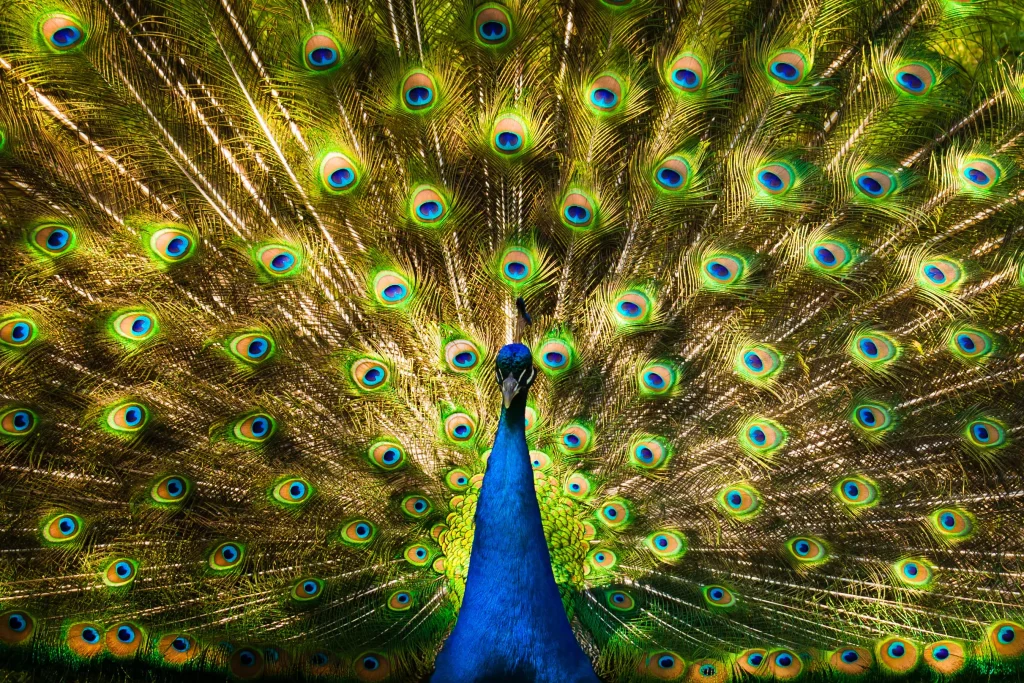 Peacock (Merak)