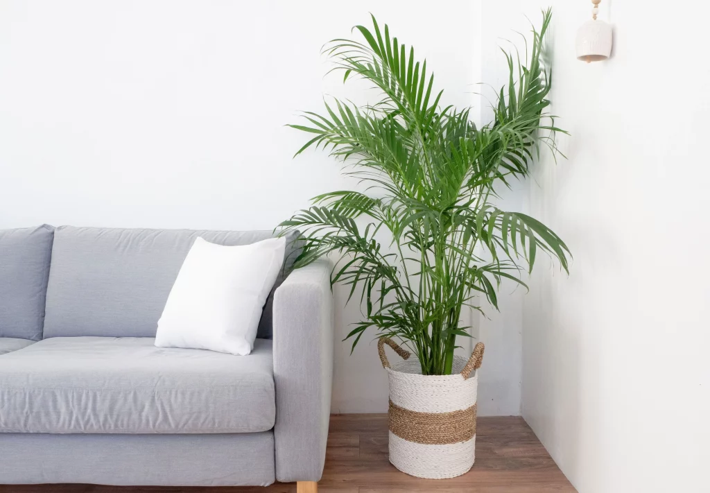 Flora Indoor: Meningkatkan Kualitas Udara Anda Dengan Tanaman Indoor - Palem (Areca Spp.)