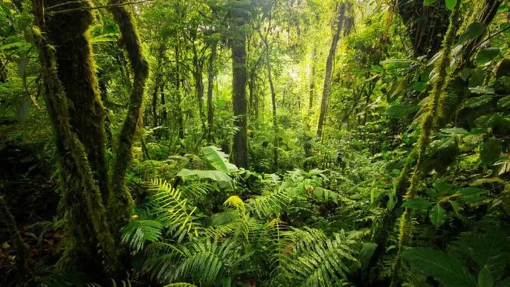 Persebaran flora dan fauna di indonesia pesona kekayaan alam yang luar biasa - Hutan Hujan Tropis