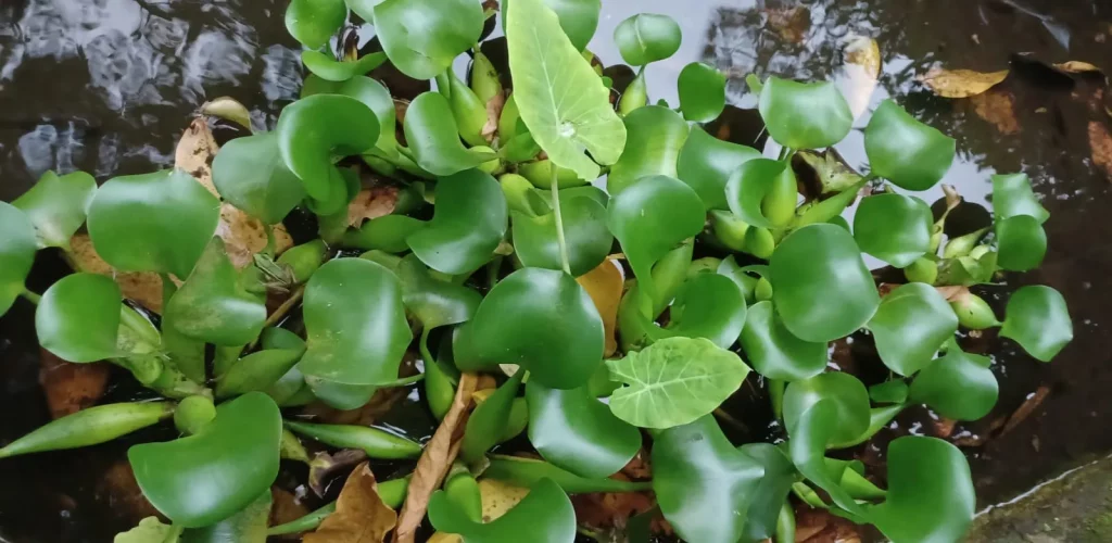 Tanaman Air - Eceng Gondok (Eichhornia Crassipes)