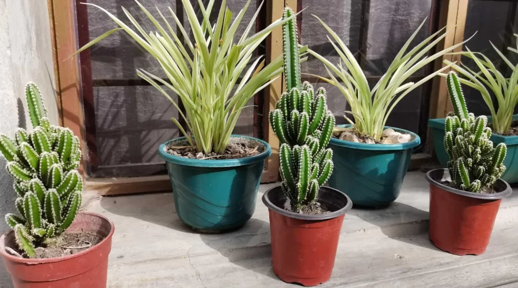 Flora Indoor: Meningkatkan Kualitas Udara Anda Dengan Tanaman Indoor - Kaktus (Cactaceae)