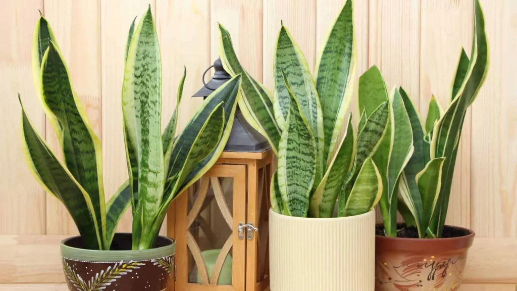 Flora Indoor: Meningkatkan Kualitas Udara Anda Dengan Tanaman Indoor - Sansevieria (Sansevieria Spp.)