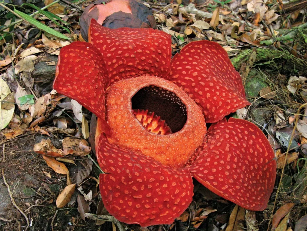 Persebaran flora dan fauna di indonesia pesona kekayaan alam yang luar biasa -Rafflesia Arnoldii