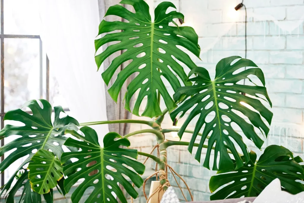 Flora Indoor: Meningkatkan Kualitas Udara Anda Dengan Tanaman Indoor - Monstera (Monstera Deliciosa)