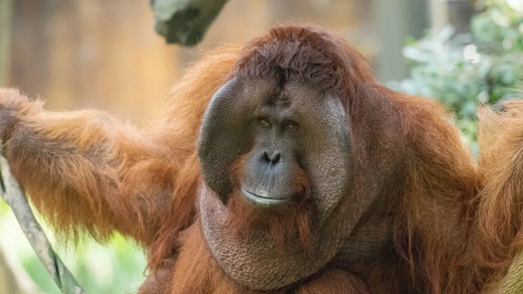 Persebaran flora dan fauna di indonesia pesona kekayaan alam yang luar biasa - Orangutan