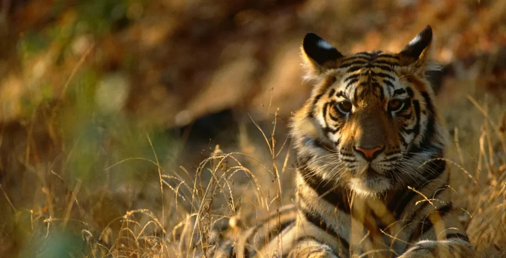 Persebaran flora dan fauna di indonesia pesona kekayaan alam yang luar biasa - Harimau Sumatra