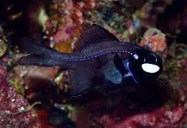 Dragonfish (Photoblepharon palpebratum)