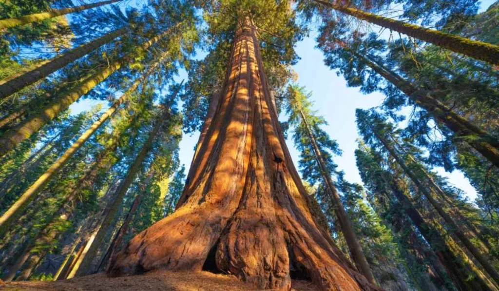 Flora Tahan Api - Sequoia (Sequoiadendron Giganteum)