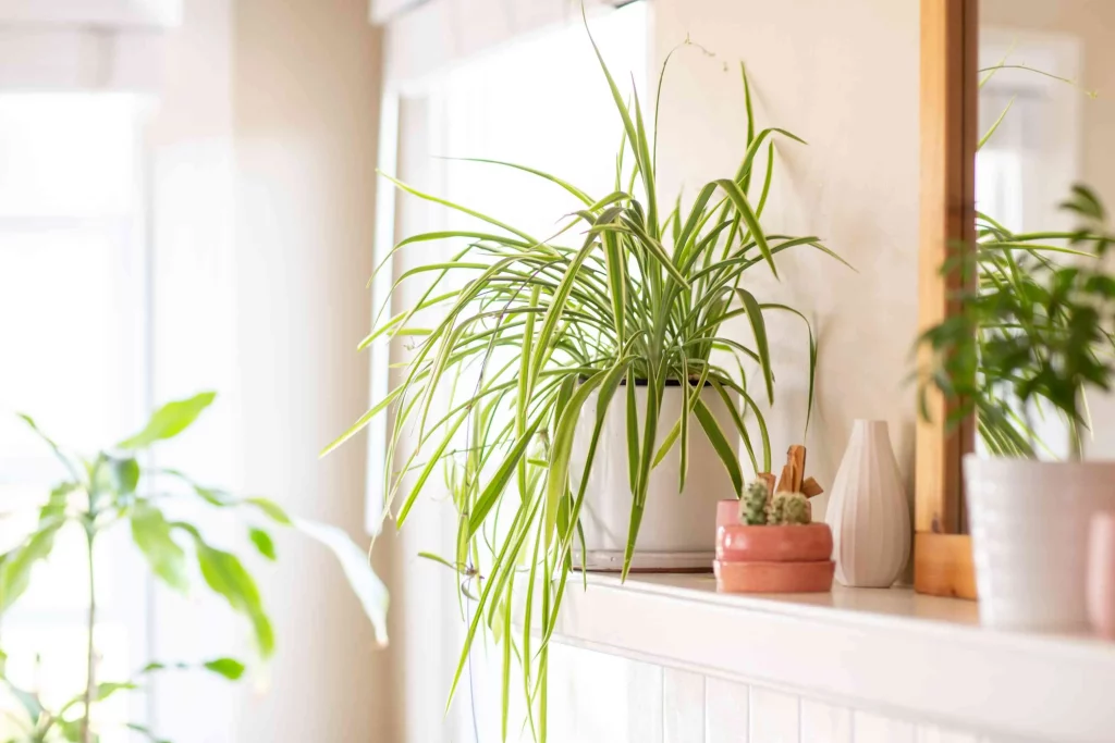 Flora Indoor: Meningkatkan Kualitas Udara Anda Dengan Tanaman Indoor - Spider Plant (Chlorophytum Comosum)