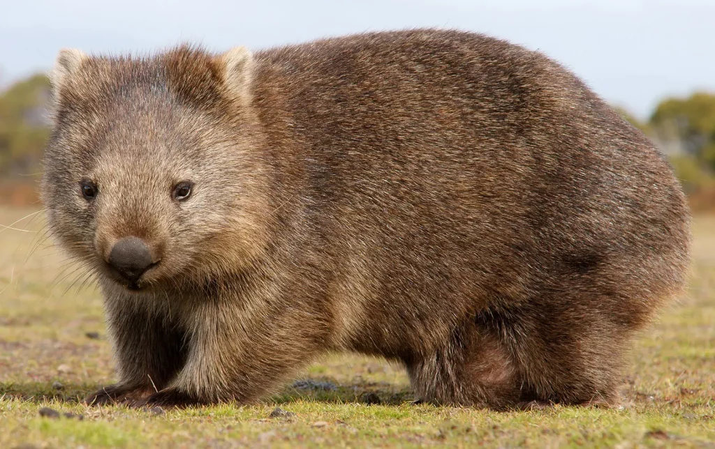 Mengeksplorasi keunikan flora dan fauna benua australia - Wombat