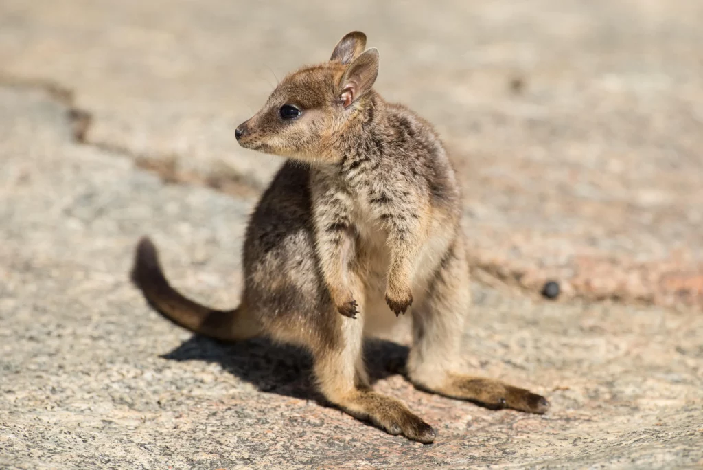 Mengeksplorasi keunikan flora dan fauna benua australia - Wallaby