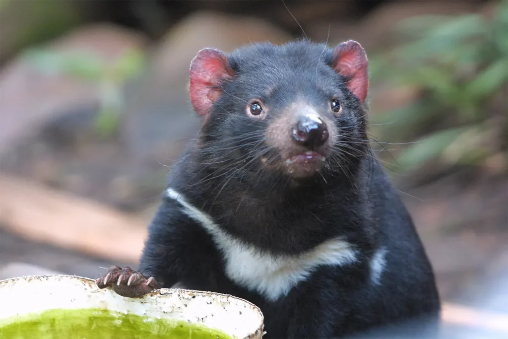 Mengeksplorasi keunikan flora dan fauna benua australia - Tasmanian Devil
