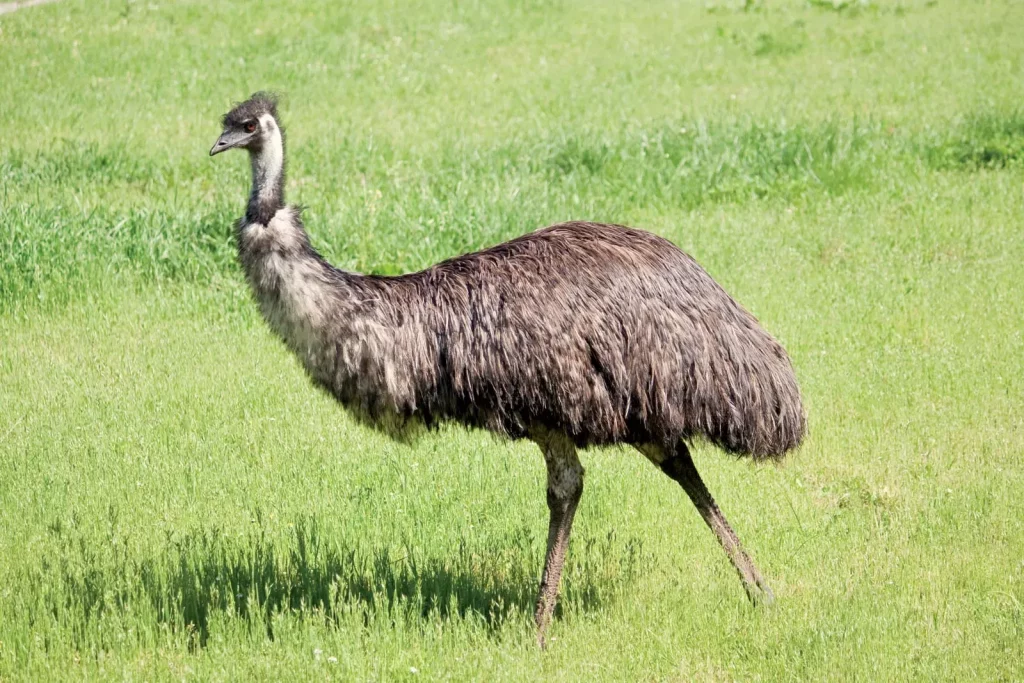 Mengeksplorasi keunikan flora dan fauna benua australia - Emu