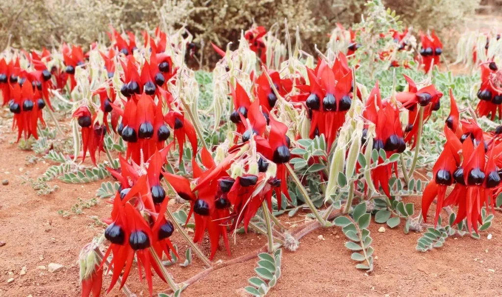 Mengeksplorasi keunikan flora dan fauna benua australia - Stturt's Desert Pea