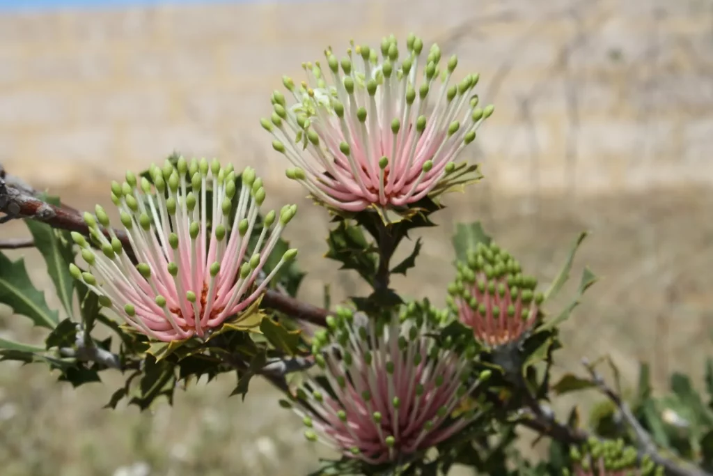Mengeksplorasi keunikan flora dan fauna benua australia - Banksia Cuneata