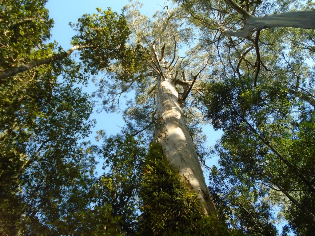 Mengeksplorasi keunikan flora dan fauna benua australia - Eucalyptus Regnans