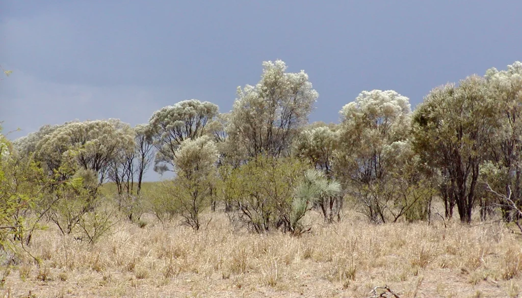 Mengeksplorasi keunikan flora dan fauna benua australia - Acacia Aneura