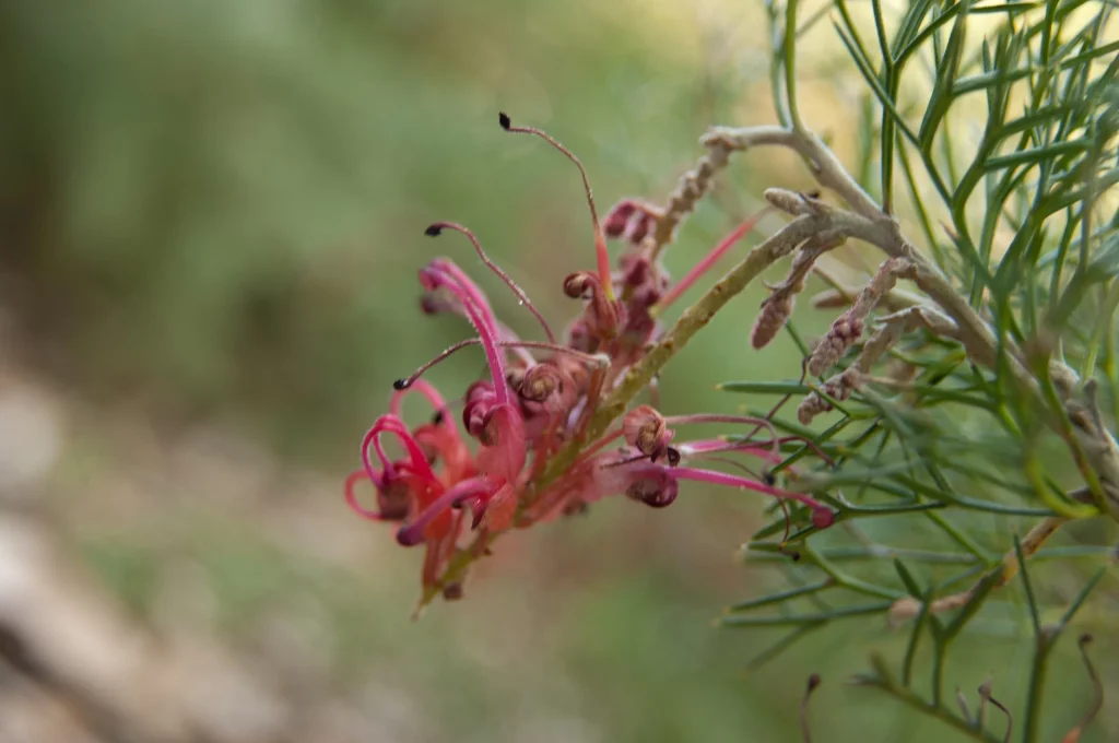 Mengeksplorasi keunikan flora dan fauna benua australia - Grevillea Maxwellii