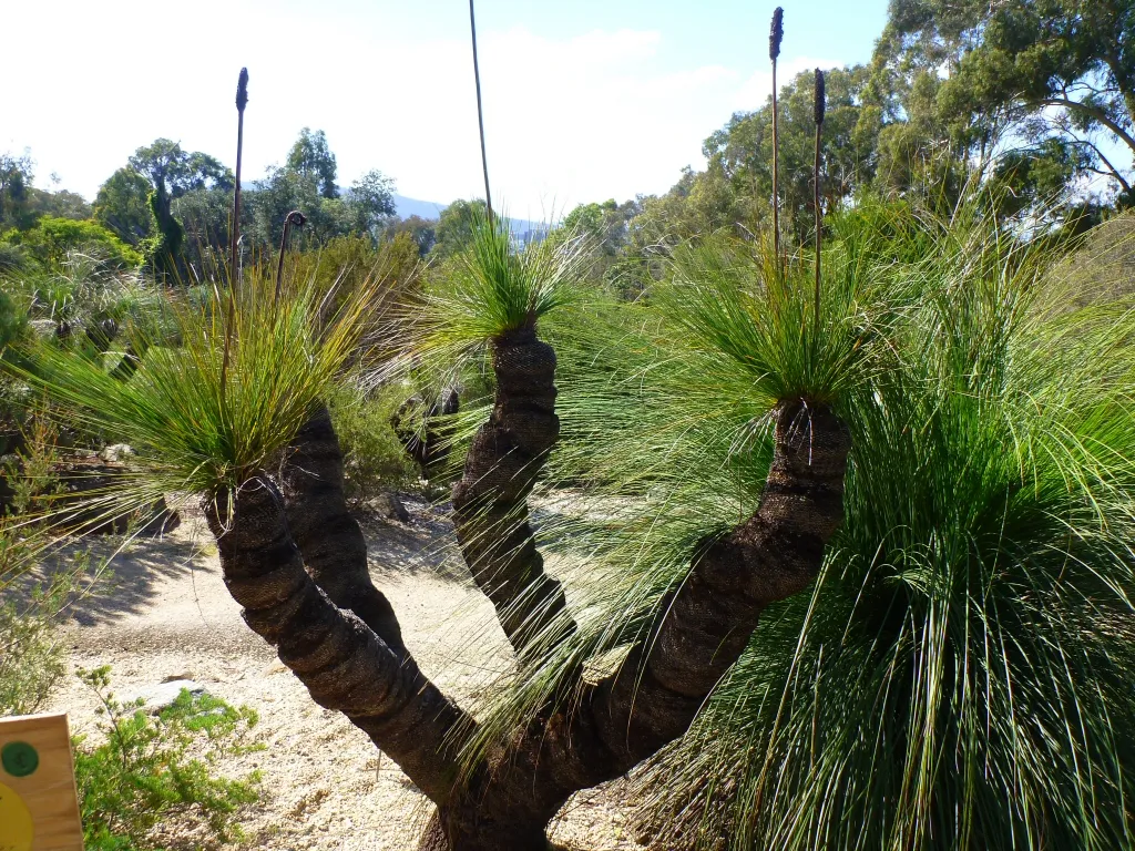Mengeksplorasi keunikan flora dan fauna benua australia - Xanthorrhoea Johnsonii