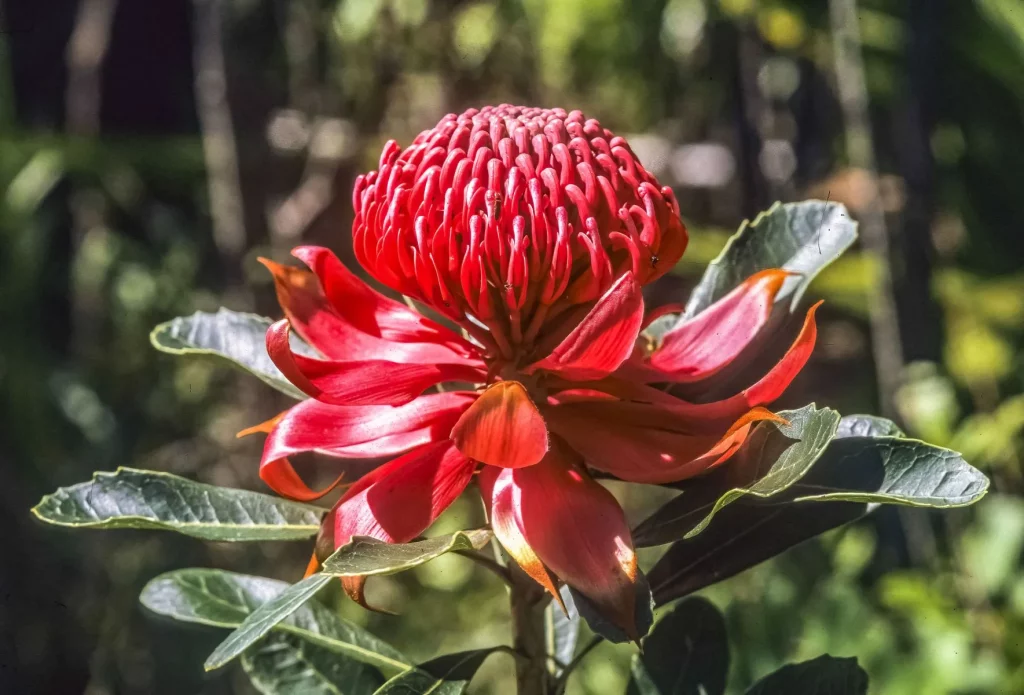 Mengeksplorasi keunikan flora dan fauna benua australia - Telopea Seciosissima