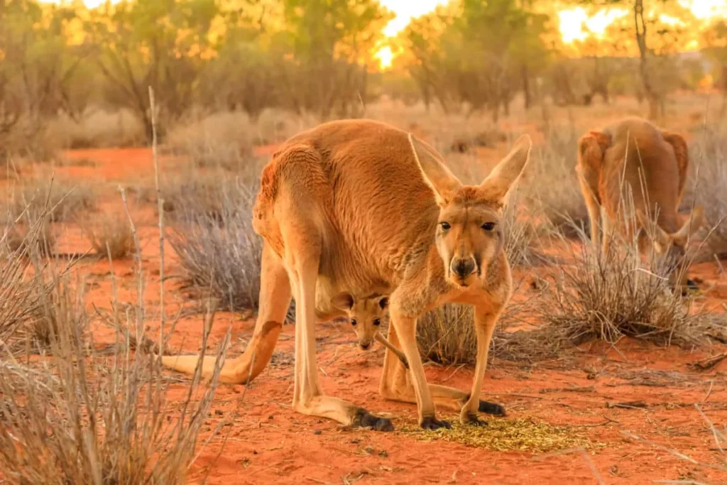 Mengeksplorasi keunikan flora dan fauna benua australia - Kangaroo