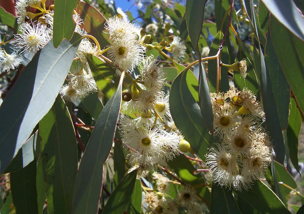 Mengeksplorasi keunikan flora dan fauna benua australia - Eucalyptus atau pohon kayu putih