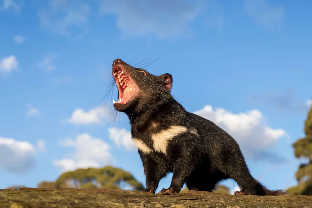 Mengeksplorasi keunikan flora dan fauna benua australia - Tasmanian Devil