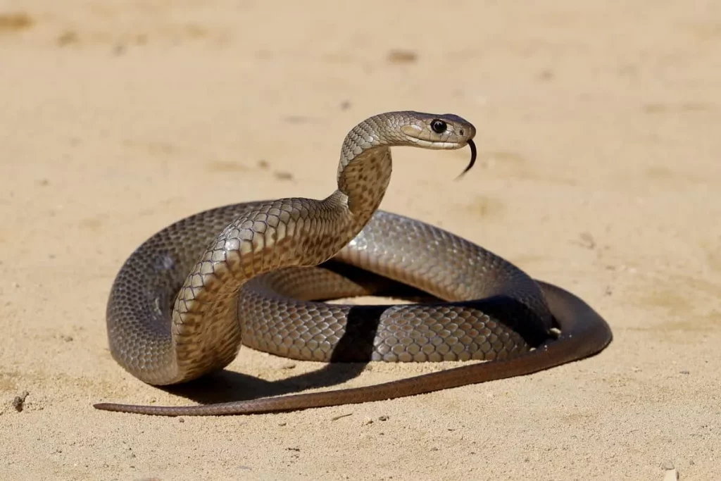 Mengeksplorasi keunikan flora dan fauna benua australia - Brownn Snake
