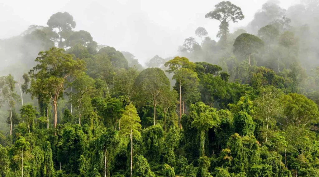 Persebaran flora dan fauna di dunia keberlanjutan dan tantangan - Hutan Hujan Tropis
