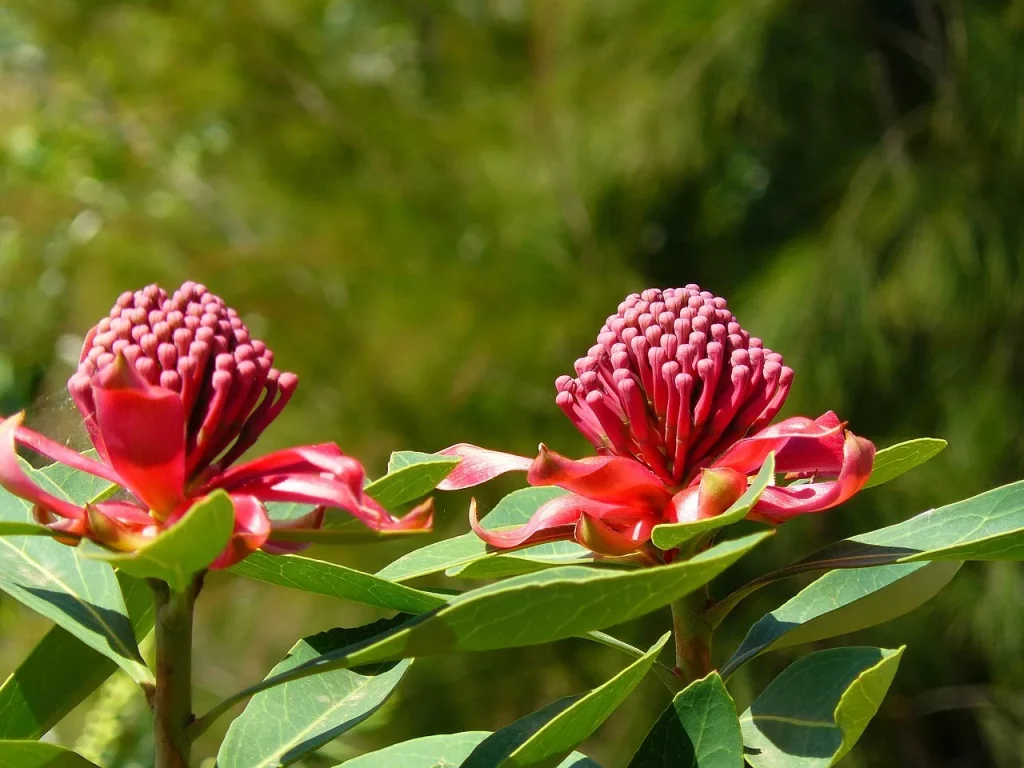 Mengeksplorasi keunikan flora dan fauna benua australia - Waratah