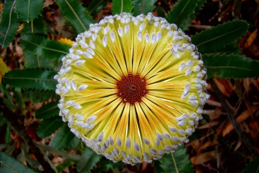 Mengeksplorasi keunikan flora dan fauna benua australia - Banksia