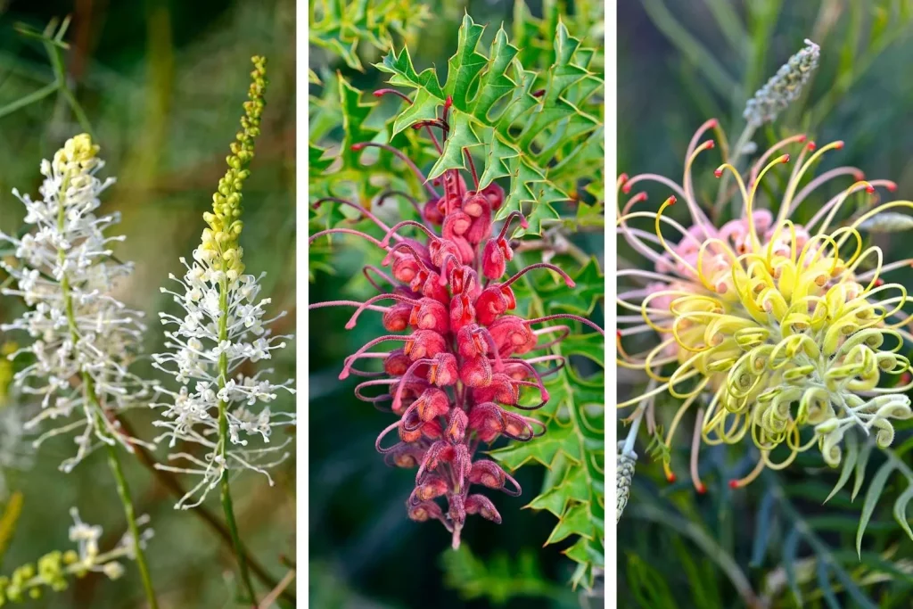 Mengeksplorasi keunikan flora dan fauna benua australia - Grevillea
